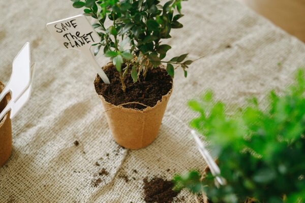 Indoor Garden