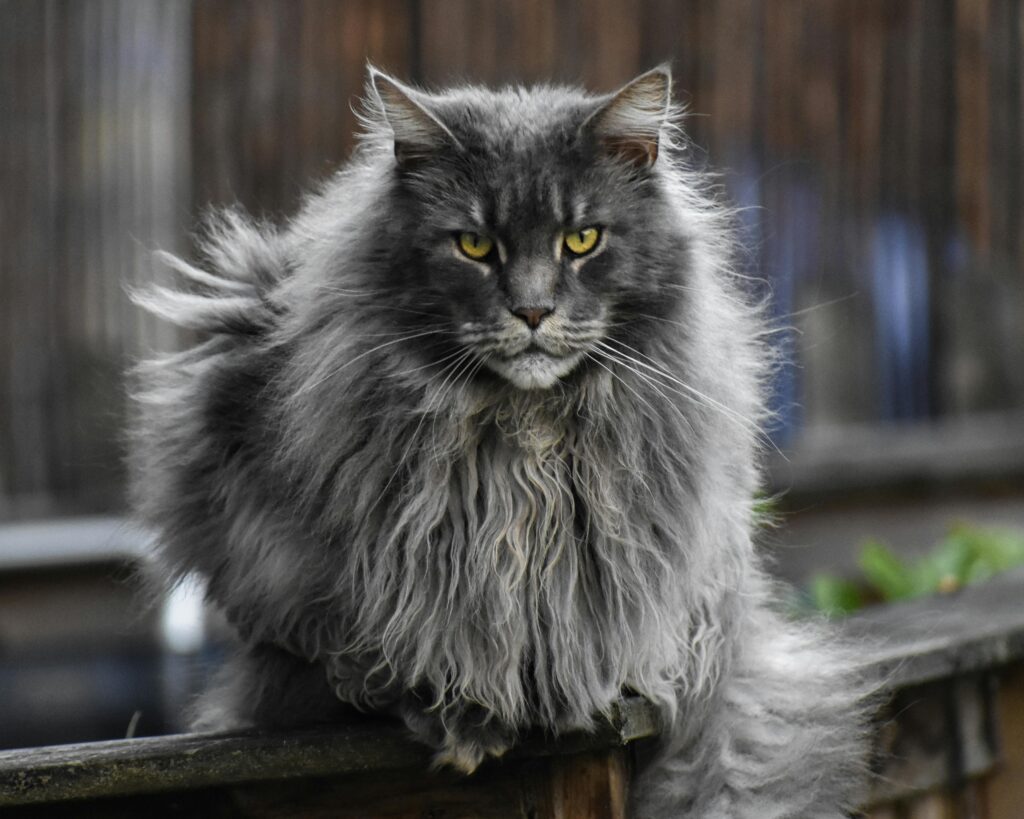 maine coon