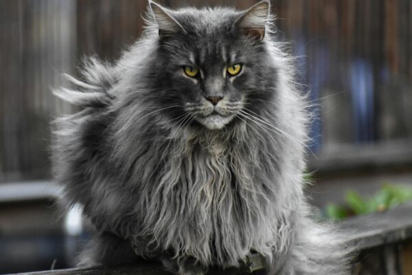 maine coon