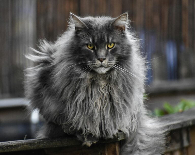 Ponašanje Maine Coon mačaka: Kako držati vašeg mačka srećnim i angažovanim